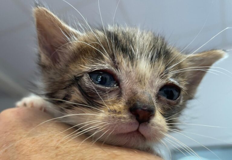 multimedia-foto88839-767-1