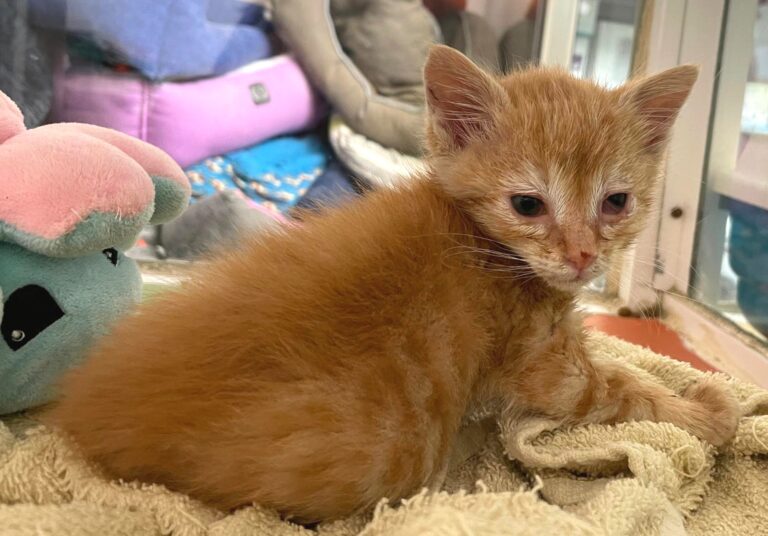 multimedia-foto88841-523-1