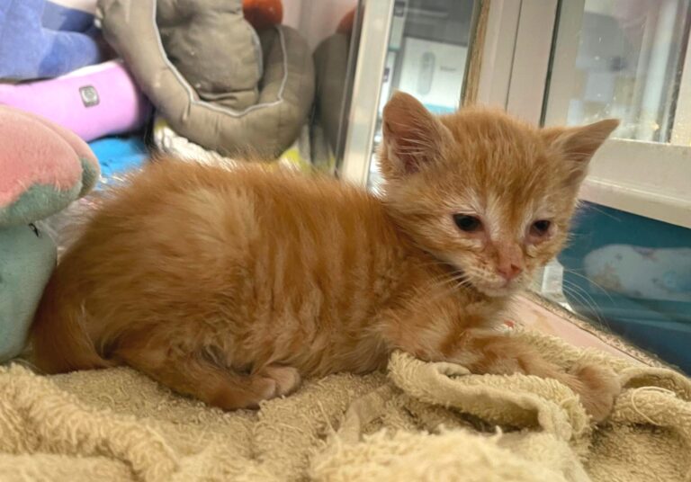 multimedia-foto88842-523-1