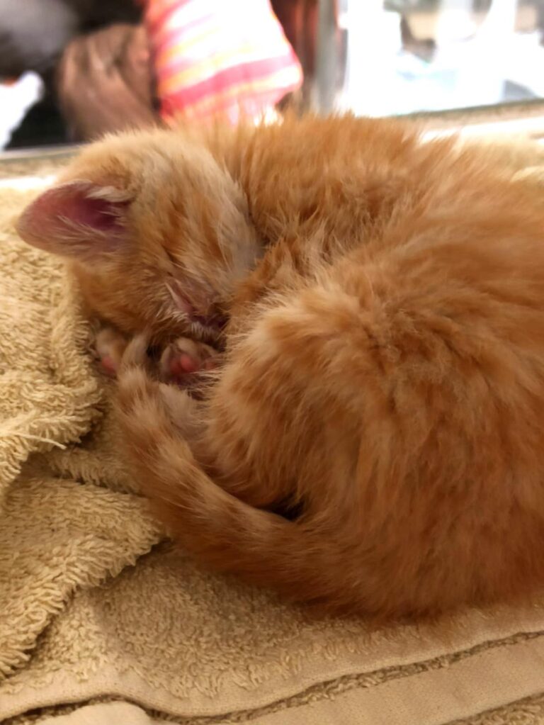 multimedia-foto88843-558-1