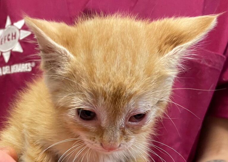 multimedia-foto88845-559-1