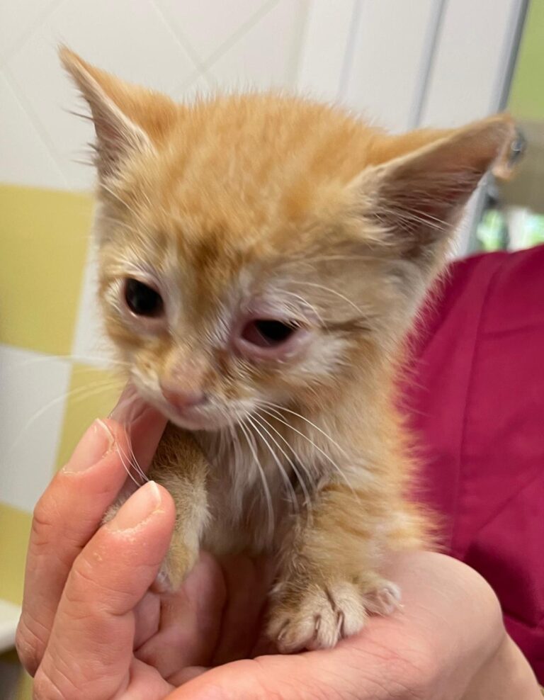 multimedia-foto88847-559-1