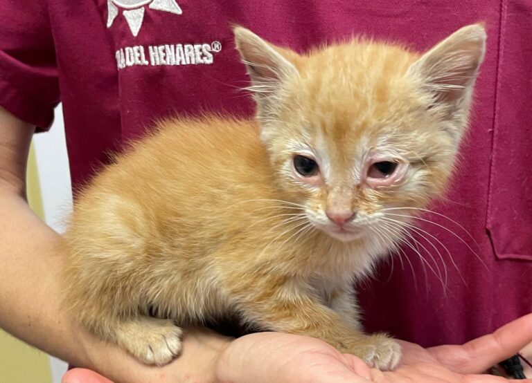 multimedia-foto88848-560-1