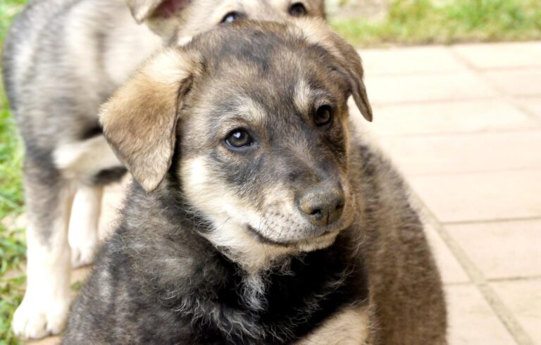 multimedia-foto88887-84-1