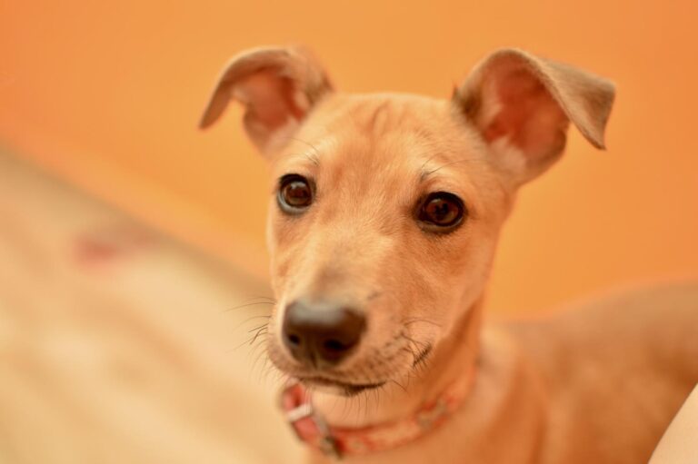 multimedia-foto88896-43-1