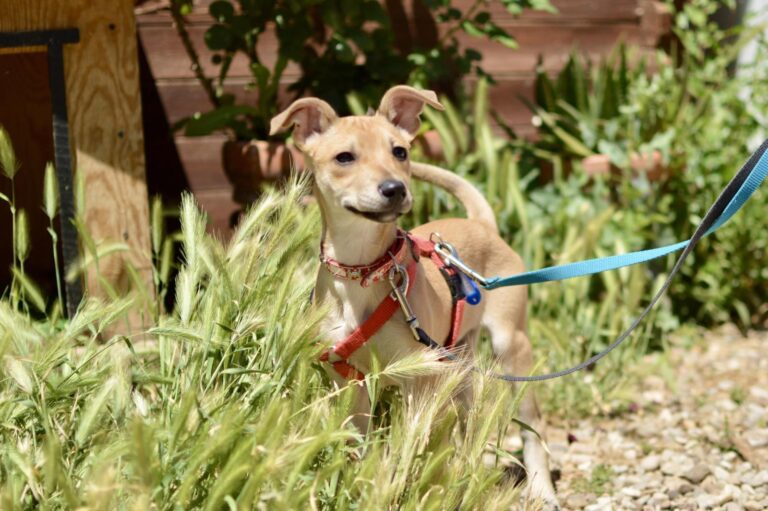 multimedia-foto88897-43-1