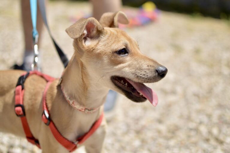 multimedia-foto88898-44-1