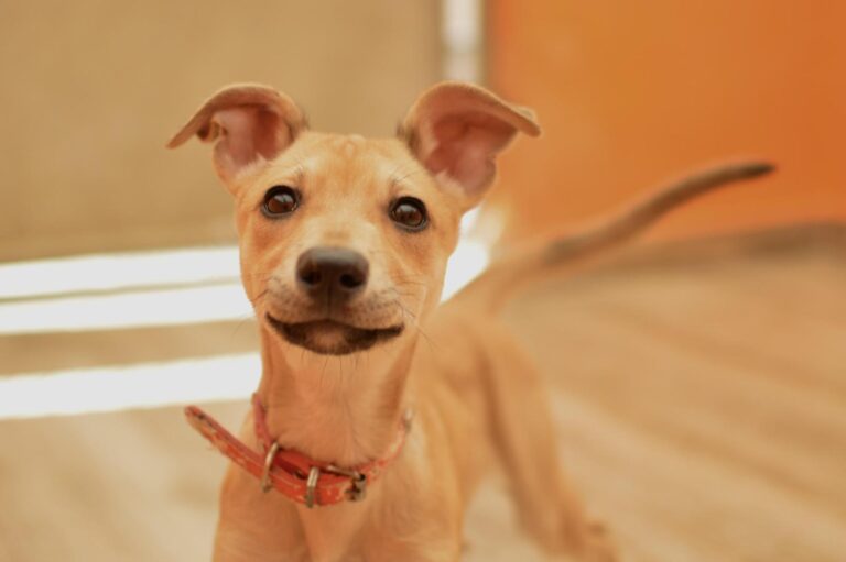 multimedia-foto88907-284-1