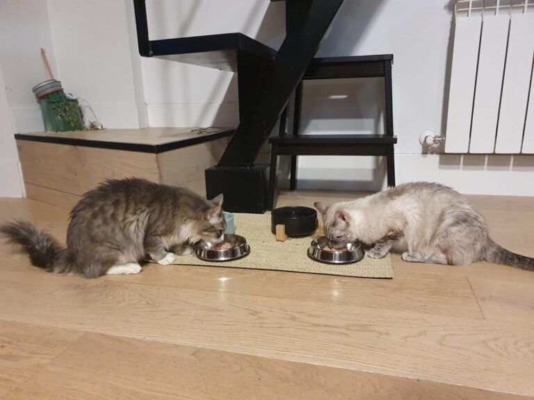 multimedia-foto88913-710-1