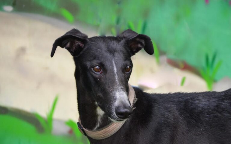 multimedia-foto88930-919-1