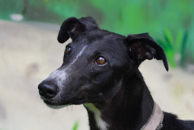 multimedia-foto88931-919-1