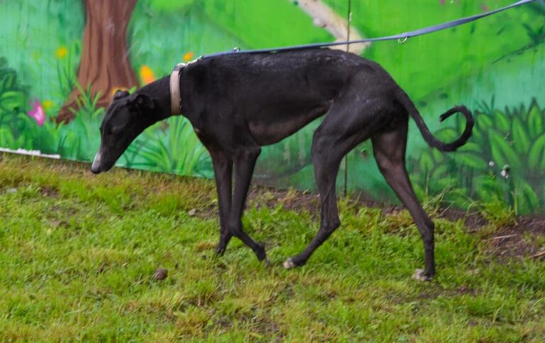 multimedia-foto88932-919-1