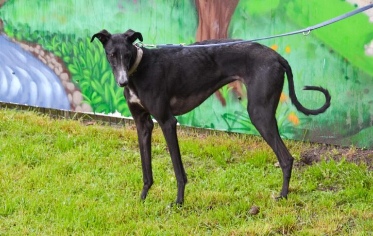 multimedia-foto88933-919-1