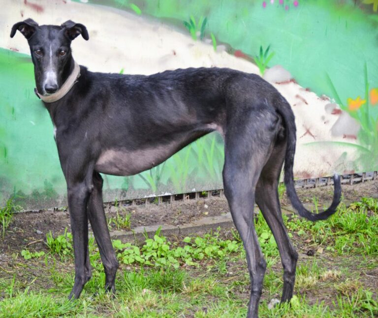 multimedia-foto88934-919-1