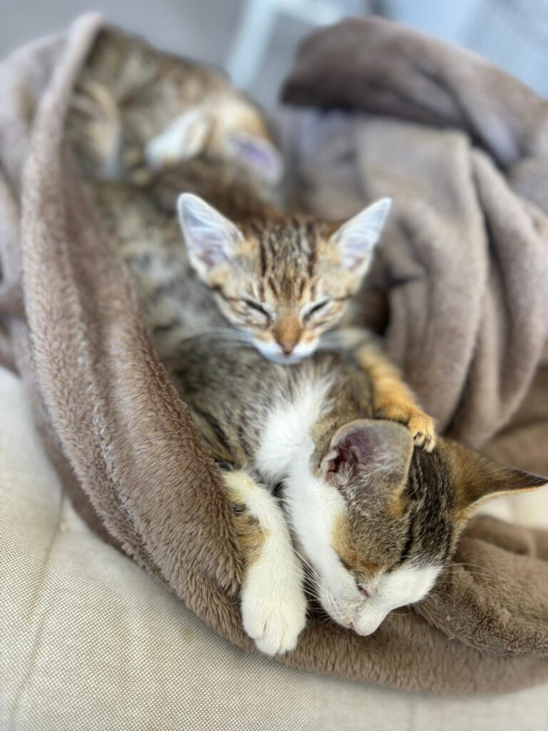 multimedia-foto88956-822-1