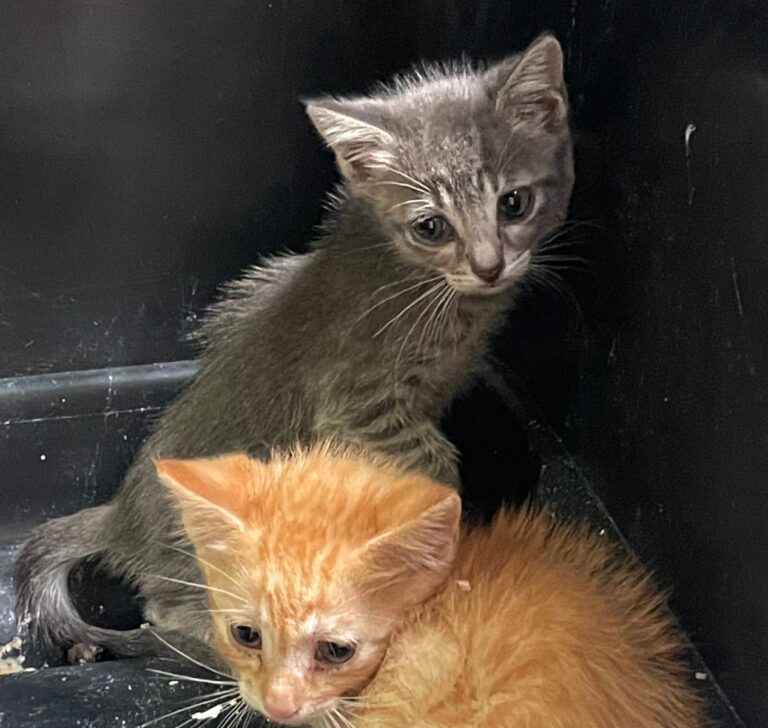 multimedia-foto88980-224-1