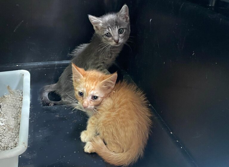 multimedia-foto88981-224-1