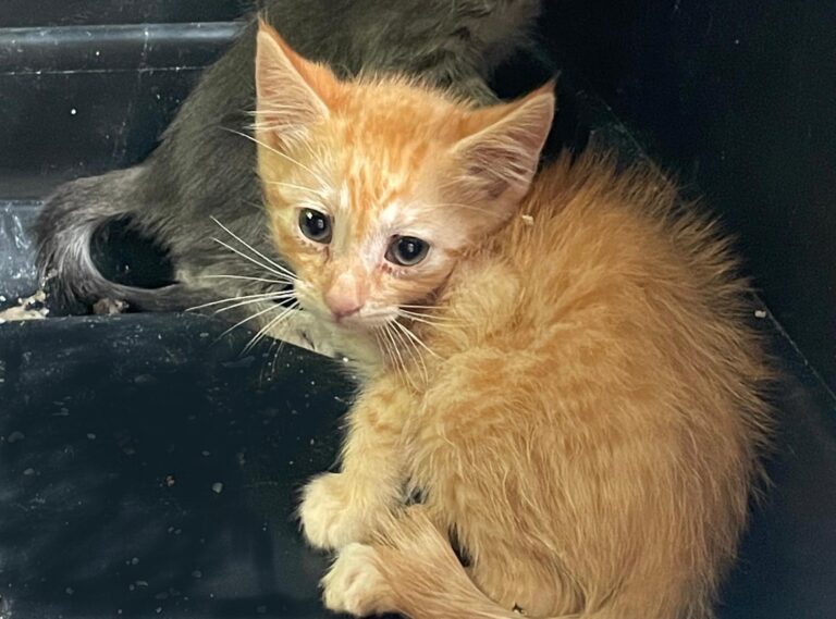 multimedia-foto88982-224-1