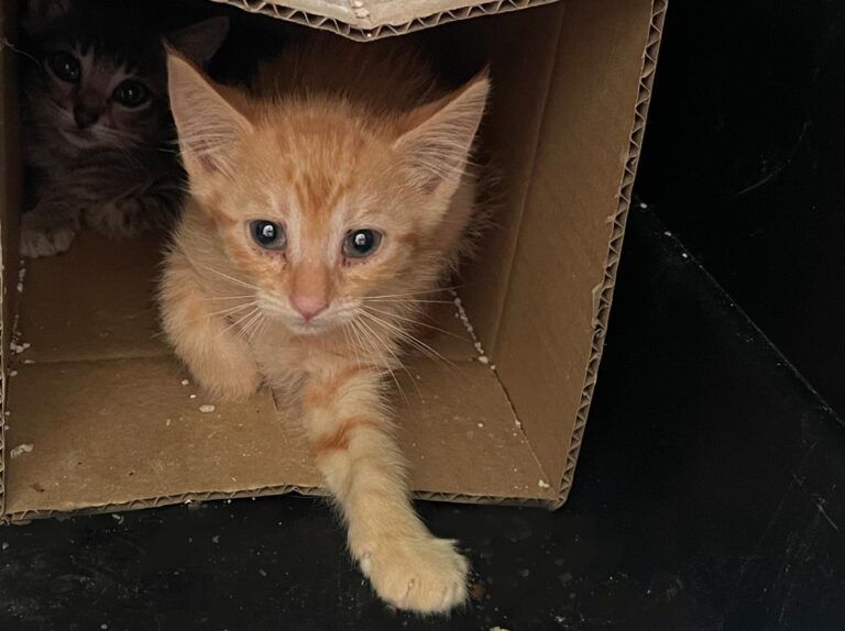 multimedia-foto88983-225-1