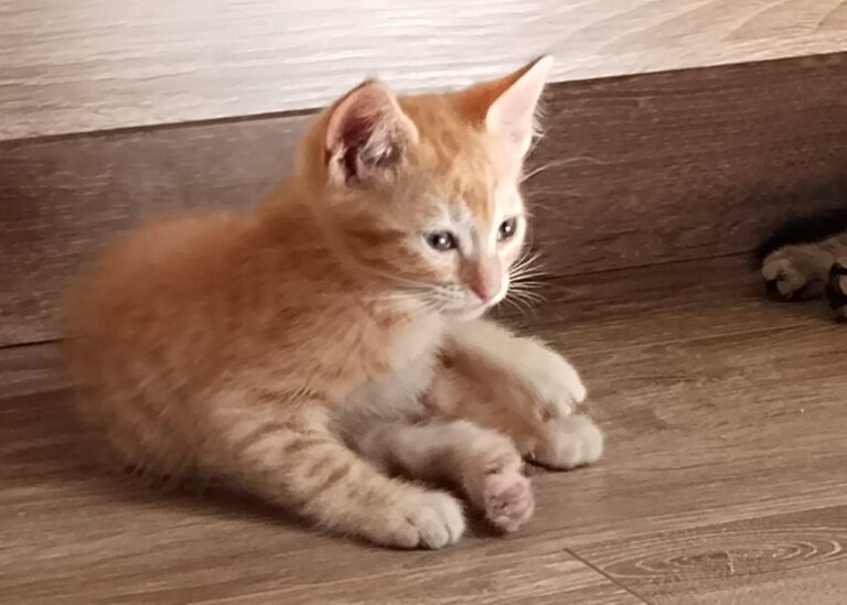 multimedia-foto88984-225-1