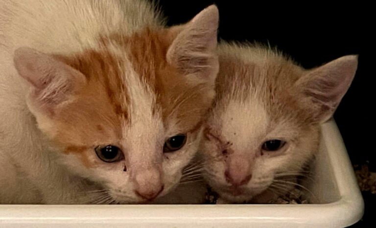 multimedia-foto88985-58-1