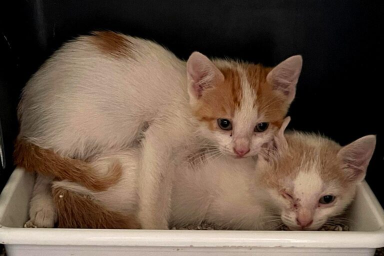 multimedia-foto88986-59-1