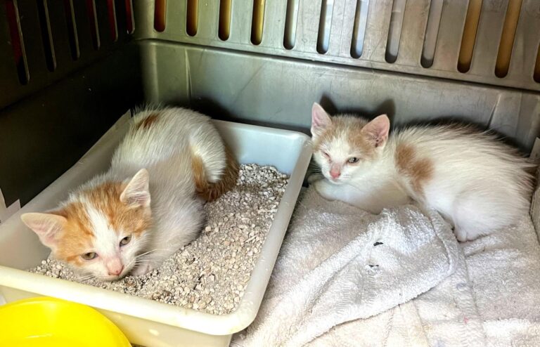 multimedia-foto88987-59-1