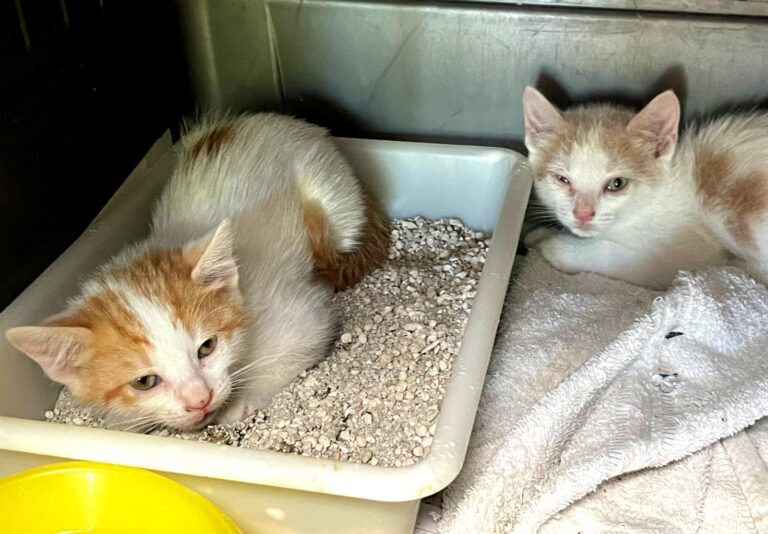 multimedia-foto88988-59-1