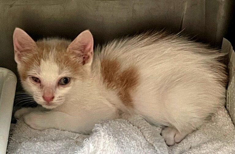 multimedia-foto88989-59-1