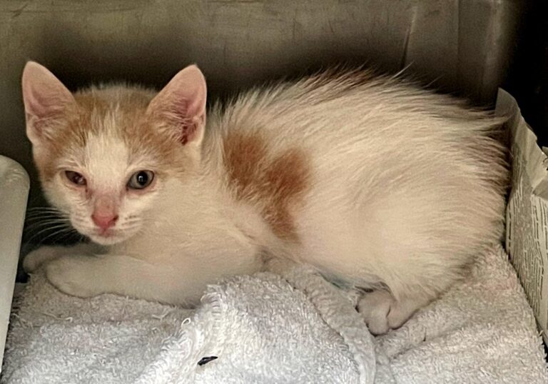 multimedia-foto88990-59-1