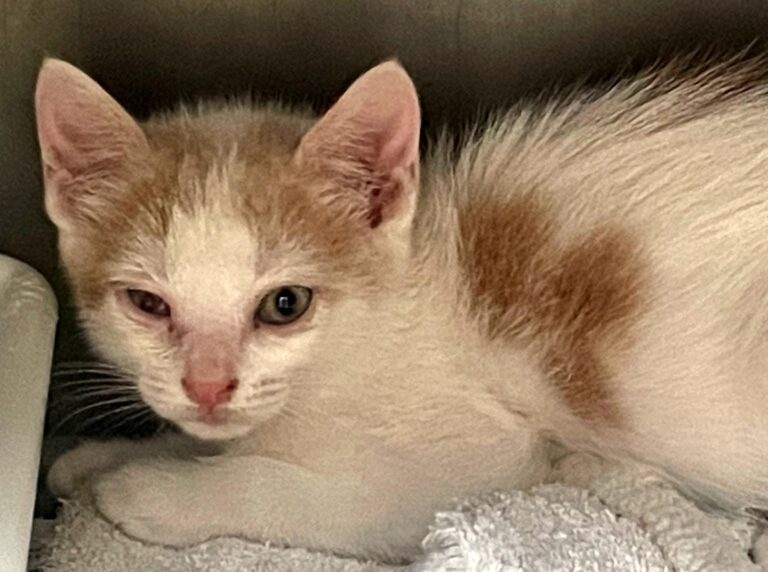 multimedia-foto88991-60-1