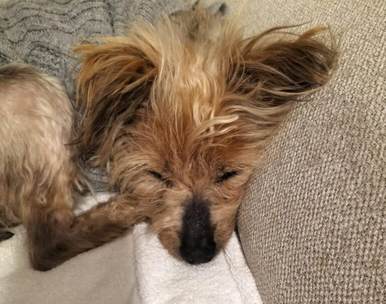 multimedia-foto89008-499-1