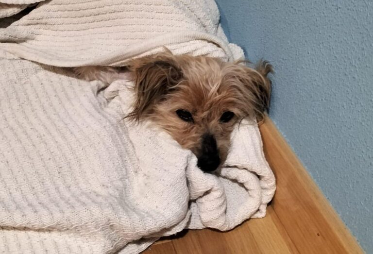 multimedia-foto89009-499-1