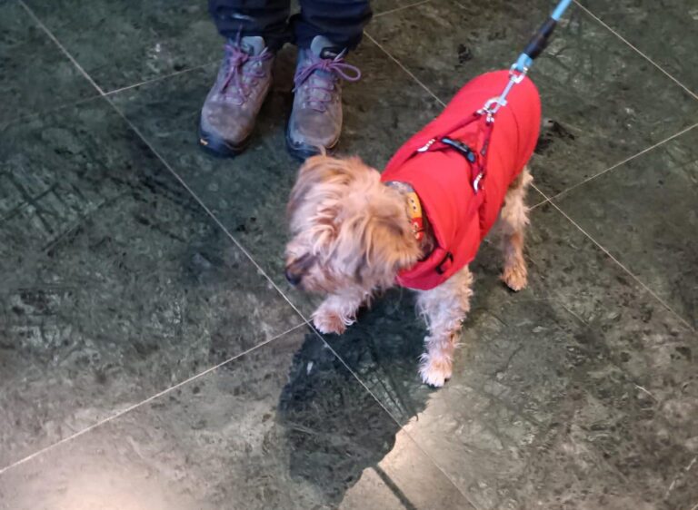 multimedia-foto89010-499-1