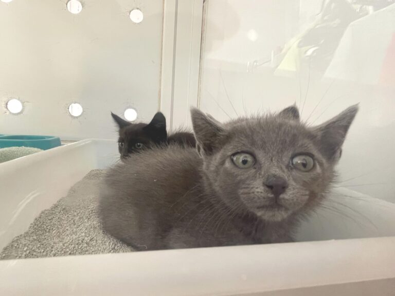 multimedia-foto89030-259-1