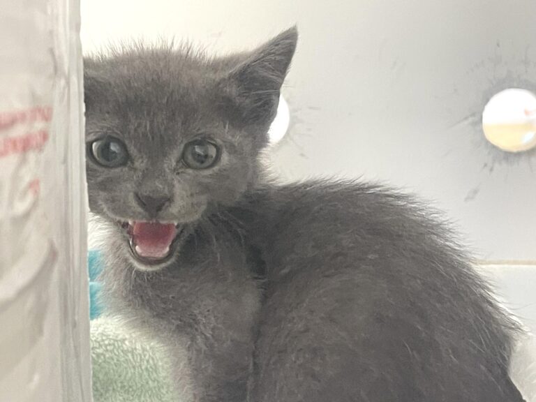 multimedia-foto89031-260-1