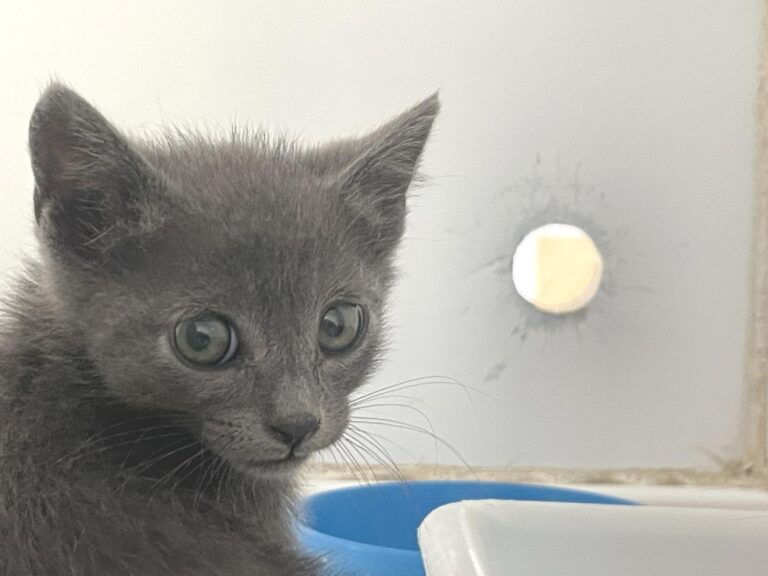 multimedia-foto89033-260-1