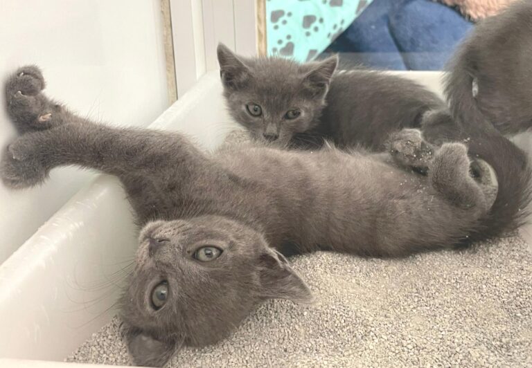 multimedia-foto89034-260-1