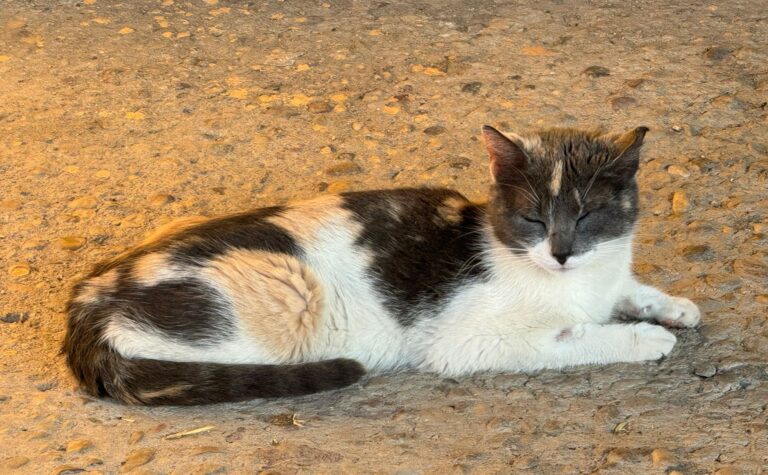 multimedia-foto89045-987-1