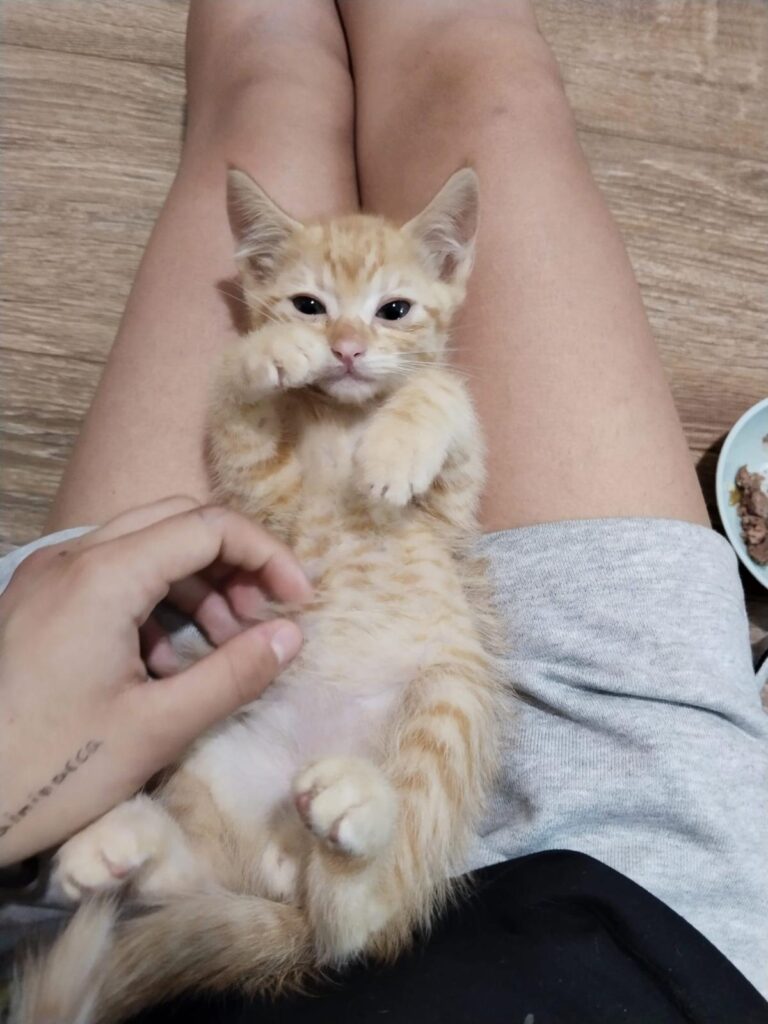 multimedia-foto89046-988-1