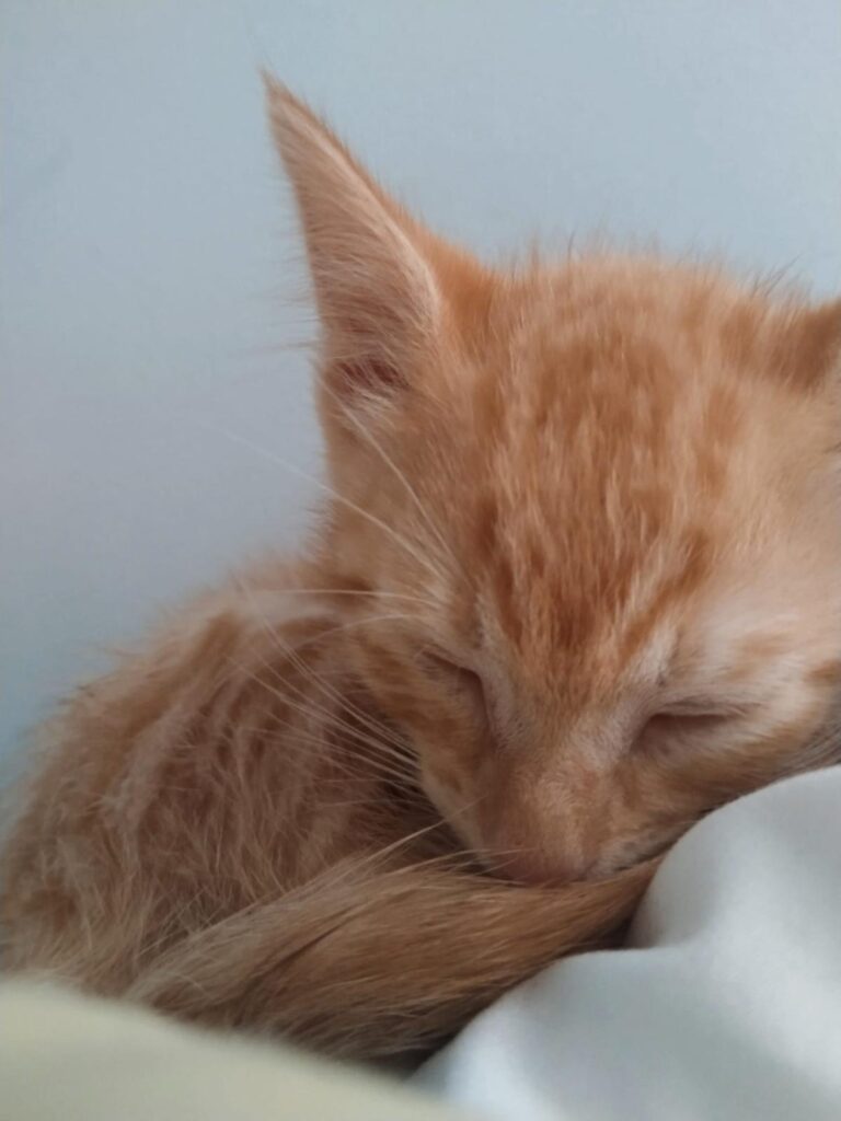 multimedia-foto89047-988-1