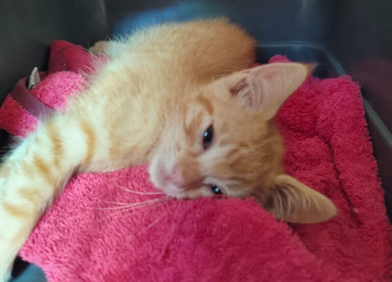 multimedia-foto89048-988-1