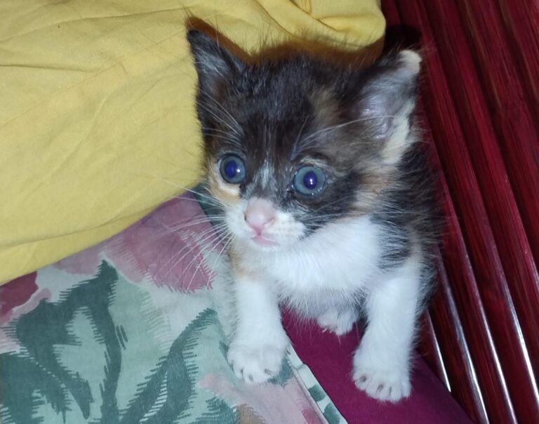 multimedia-foto89086-993-1