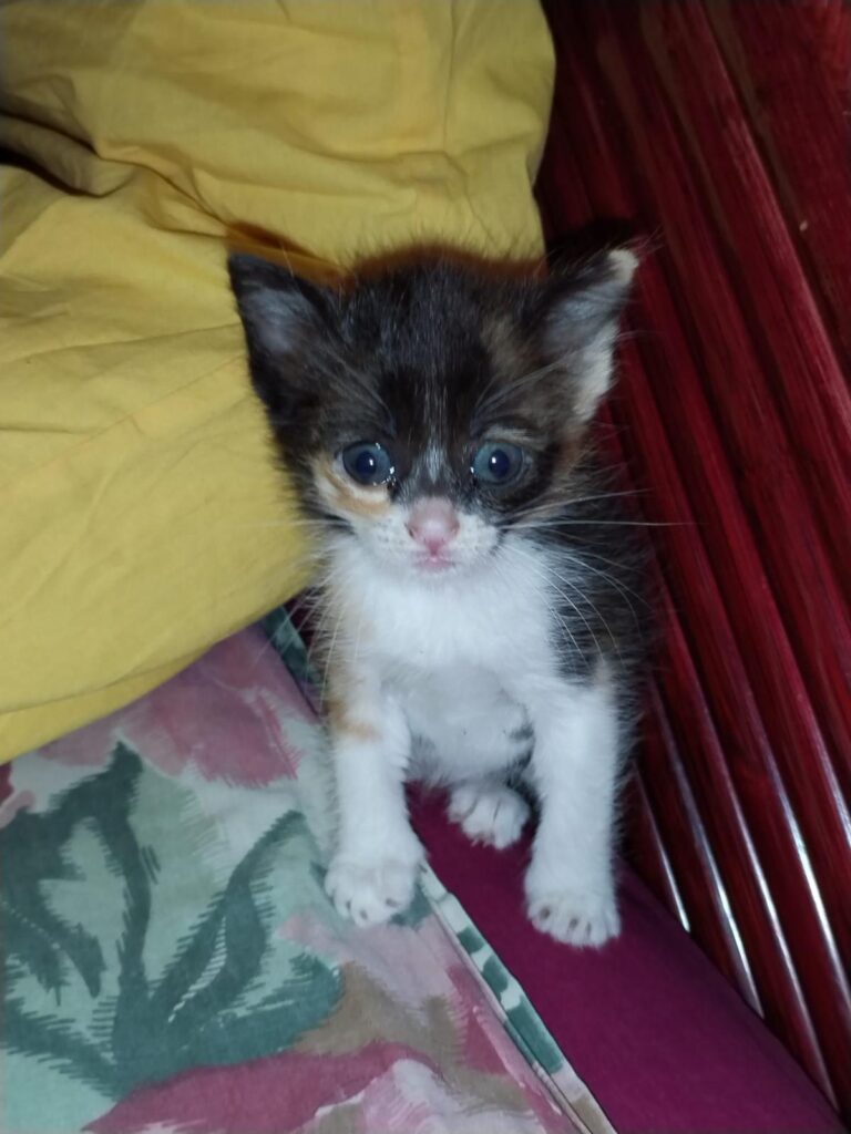 multimedia-foto89087-993-1