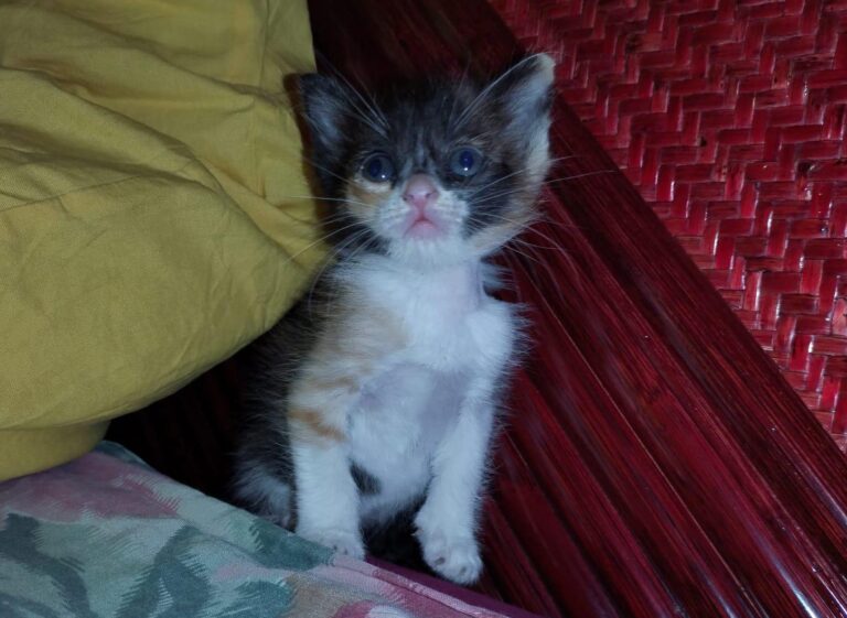 multimedia-foto89089-994-1