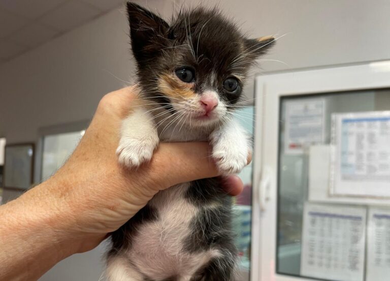 multimedia-foto89093-995-1