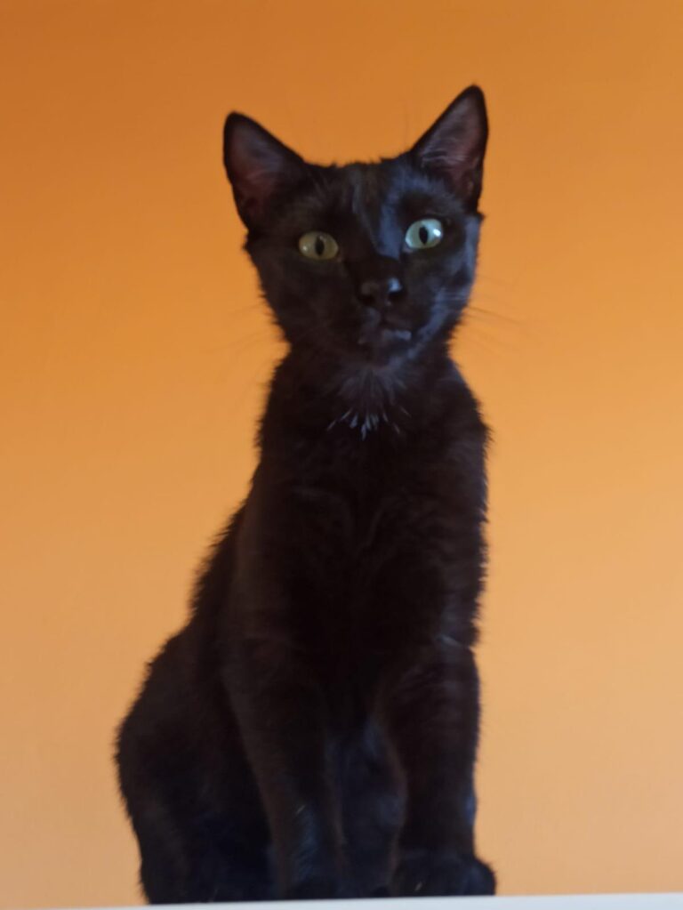 multimedia-foto89186-778-1