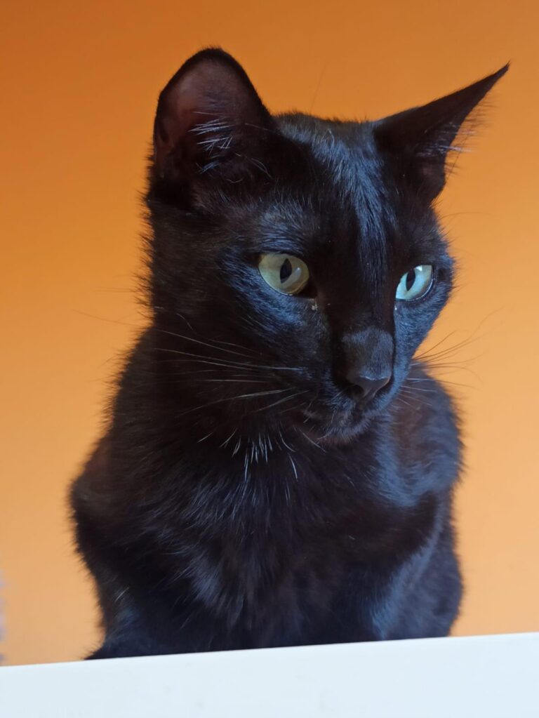 multimedia-foto89187-778-1