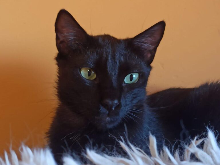 multimedia-foto89188-778-1