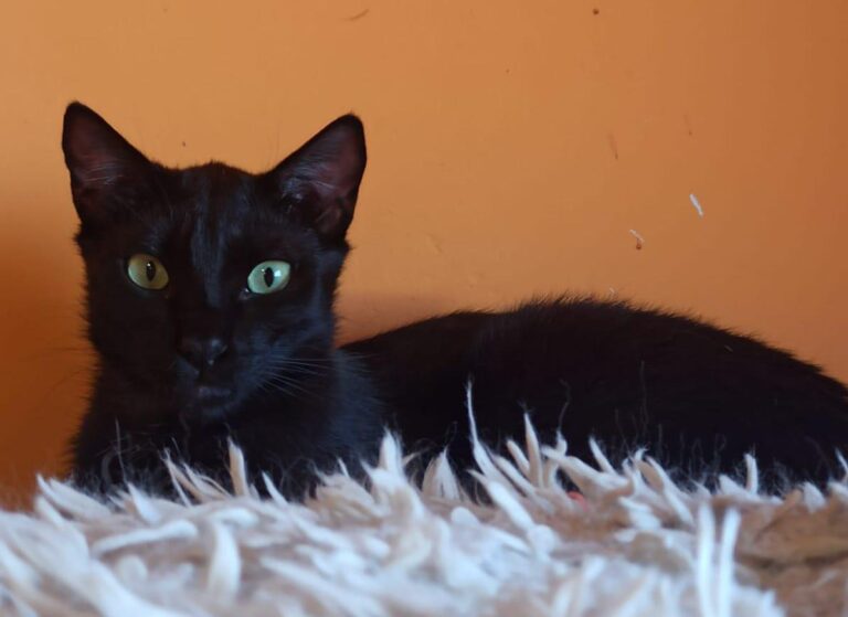 multimedia-foto89191-14-1